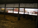 Pensionspferdehalter 2010